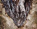 Picture Title - Screech Owl closer