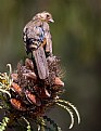 Picture Title - Towhee Perch