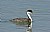 Western Grebe