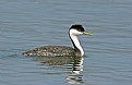 Picture Title - Western Grebe