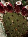 Picture Title - Cacti