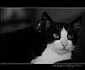 Picture Title - cat's love