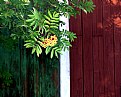 Picture Title - Rowan against a barn.