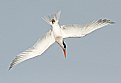Picture Title - Elegant Tern