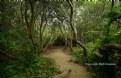 Picture Title - Bodega Bay Trail to the Beach