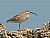 Whimbrel