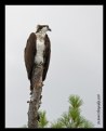 Picture Title - Osprey