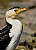 Little Pied Cormorant