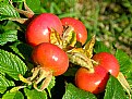 Picture Title - Rose Buds