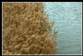 Picture Title - yarra river and rushes