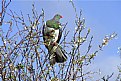 Picture Title - KERERU # 2