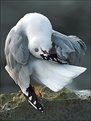 Picture Title - Preening Gull