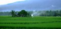 Picture Title - Legazpi rice fields