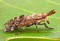 Picture Title - TINY HORSEFLY