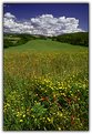 Picture Title - Flowers, grass and sky