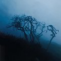 Picture Title - The dead trees