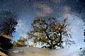 Picture Title - Puddle's poetry