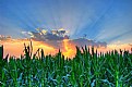 Picture Title - Corn SunSet