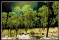 Picture Title - uluru grove II