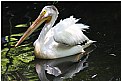 Picture Title - Utah, Pelican