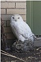 Picture Title - Utah, White Owl