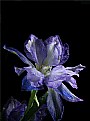 Picture Title - larkspur 2