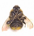 Picture Title - bubmlebee