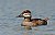 Ruddy Duck