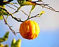 Picture Title - Fresh Lemon For Keith