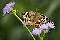 Picture Title - Buckeye Butterfly