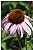 Utah, Cone Flower