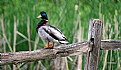 Picture Title - A Standing Duck