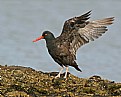 Picture Title - Oyster Catcher