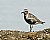 Black-bellied Plover