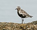 Picture Title - Black-bellied Plover