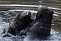 Picture Title - bear fight