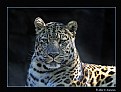 Picture Title - Amur Leopard (dsc1753)