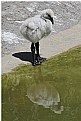 Picture Title - Baby Flamingo