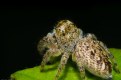 Picture Title - Jumping Spider