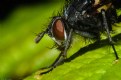 Picture Title - House Fly