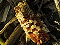 Picture Title - harvest time