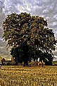 Picture Title - Big Tree