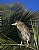 Young Black Crowned Night Heron