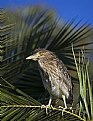 Picture Title - Young Black Crowned Night Heron