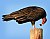 Turkey Vulture Pellet