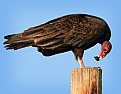 Picture Title - Turkey Vulture Pellet