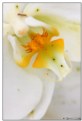 Picture Title - White Orchid