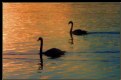 Picture Title - Swan  Lake