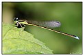 Picture Title - Damselfly 1