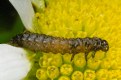 Picture Title - Larva